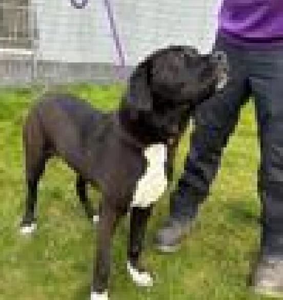 Bella, female Mastiff for adoption at Scottish SPCA, Edinburgh
