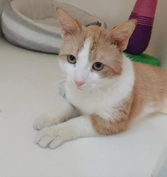 Potato, male senior Ragdoll for adoption at Scottish SPCA, Edinburgh