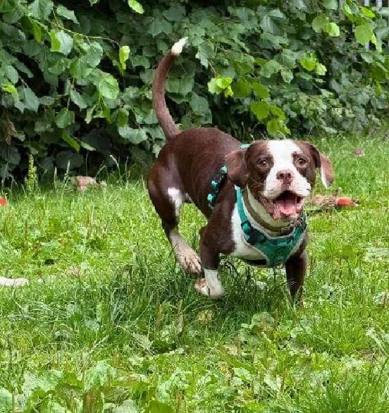 Teddy, male 3yo Mixed Breed for adoption at Scottish SPCA, Edinburgh