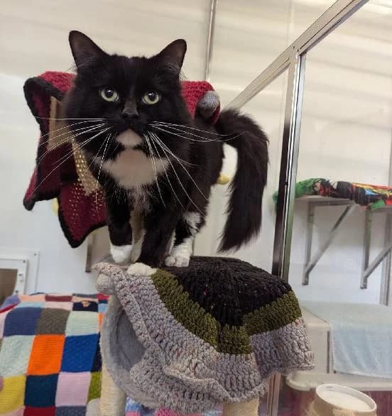 Woody, male 5yo Ragdoll for adoption at Scottish SPCA, Edinburgh