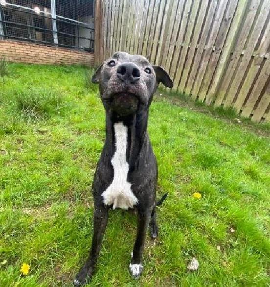 Nova, female young Lurcher for adoption at Scottish SPCA, Edinburgh
