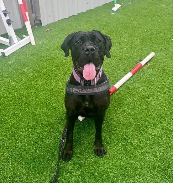 Moxi, female young Cane Corso for adoption at Scottish SPCA, Edinburgh