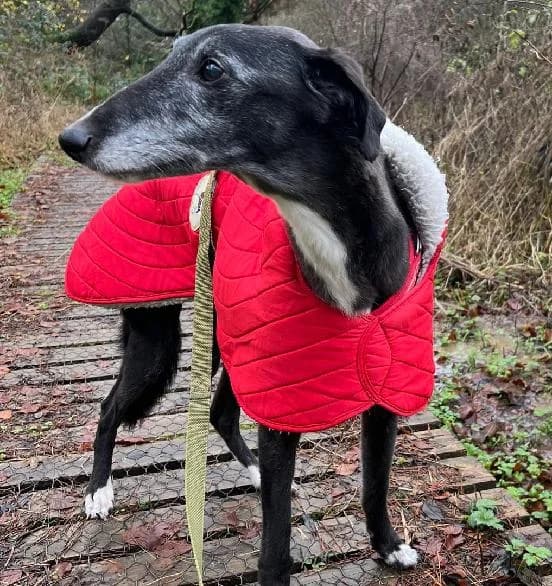 Billy, male 7yo Lurcher for adoption at Scottish SPCA, Edinburgh