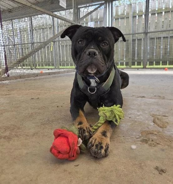 Uno, male 7yo English Bulldog for adoption at Scottish SPCA, Edinburgh