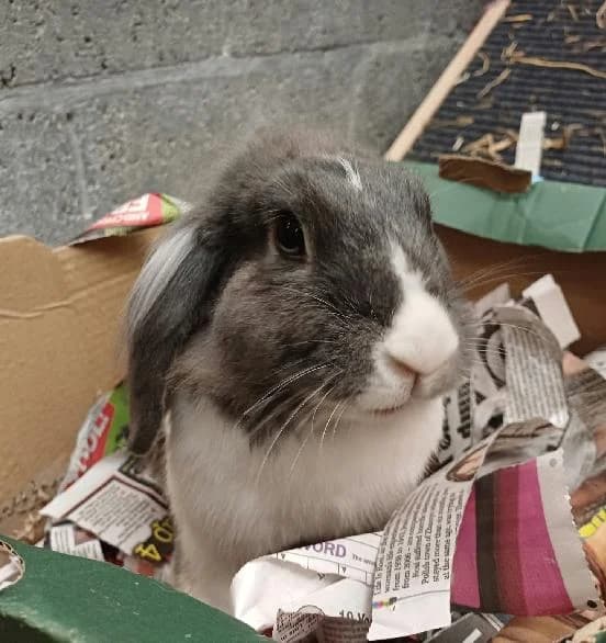 Nellie, female 5yo Mixed Breed for adoption at Scottish SPCA, Edinburgh