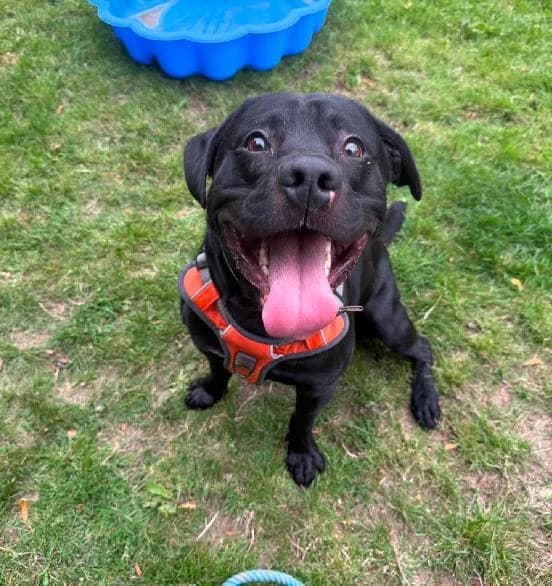 Yogi, male 7yo English Bulldog for adoption at Scottish SPCA, Edinburgh