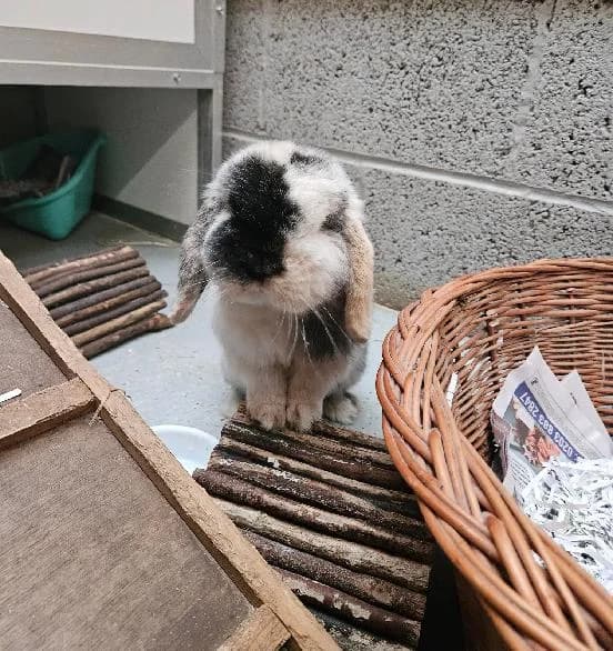 Turnip, male 3yo mixed breed for adoption at Scottish SPCA, Edinburgh