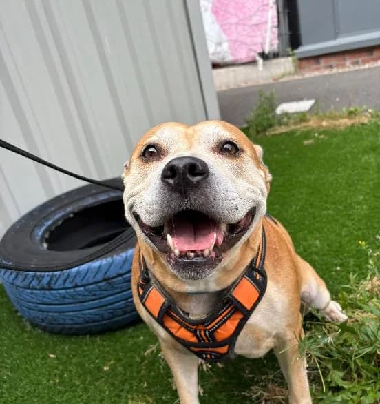Loaf, female senior Staffordshire Bull Terrier for adoption at Scottish SPCA, Edinburgh