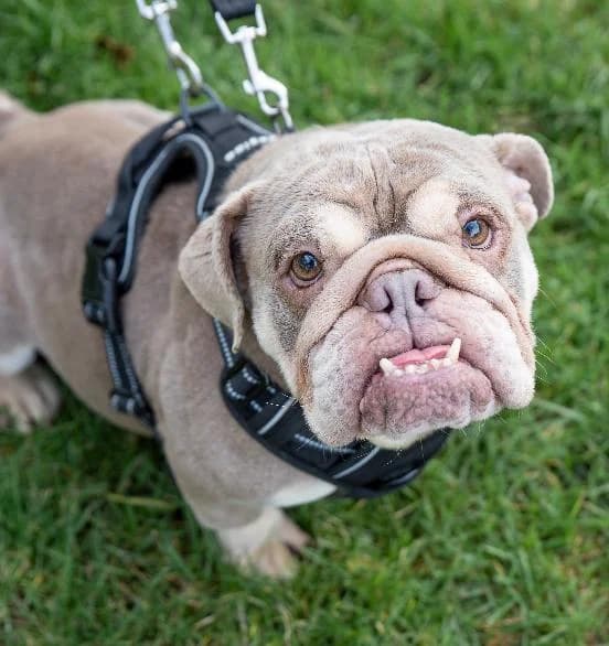 Zeus, male 4yo English Bulldog for adoption at Scottish SPCA, Edinburgh
