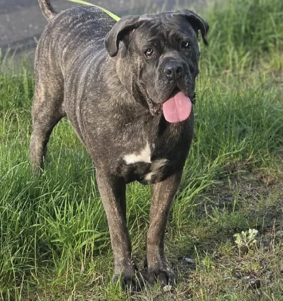 Finn, male 4yo Cane Corso for adoption at Scottish SPCA, Edinburgh