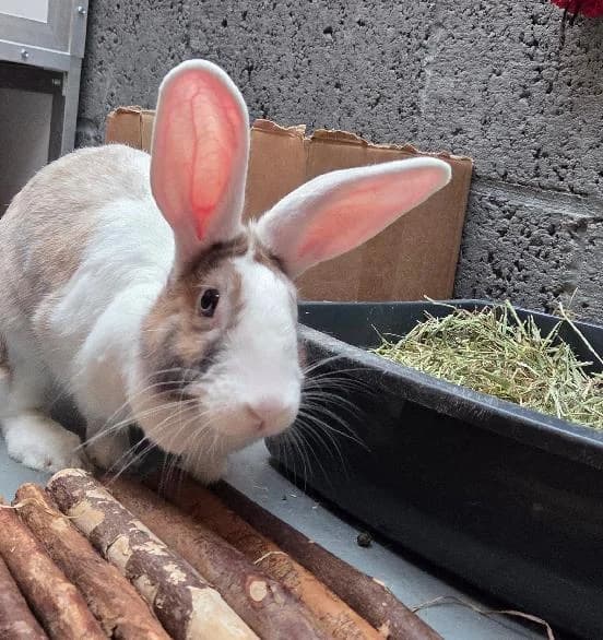 Ravioli, female 5yo mixed breed for adoption at Scottish SPCA, Edinburgh