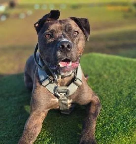 Geo, male Mixed Breed for adoption at Scottish SPCA, Edinburgh