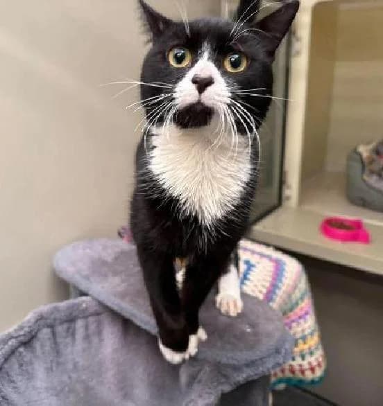 Nico, male 3yo Mixed Breed Cat for adoption at Scottish SPCA, Edinburgh