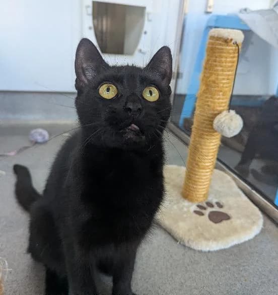Yillin, female young Mixed Breed Cat for adoption at Scottish SPCA, Edinburgh