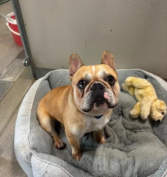 Fudge & Bridget, female young English Bulldog for adoption at Scottish SPCA, Edinburgh