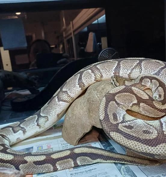 Nagini, mixed breed for adoption at Scottish SPCA, Edinburgh