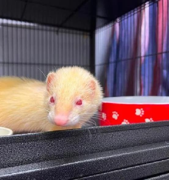 Annushka, female 5yo mixed breed for adoption at Scottish SPCA, Edinburgh