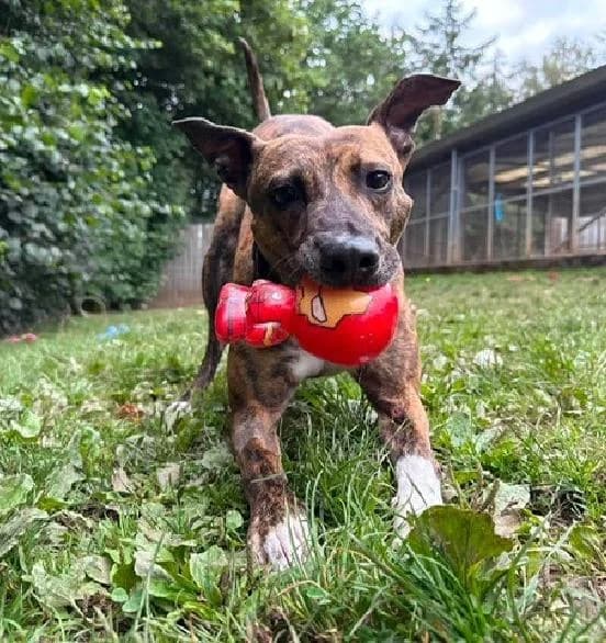 Buddy, male 4yo Lurcher for adoption at Scottish SPCA, Edinburgh