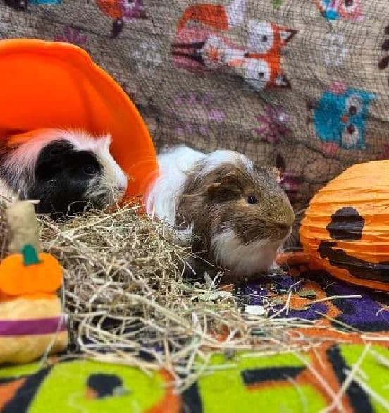 Gourdy and Squash, male puppy Guinea Pig for adoption at Scottish SPCA, Edinburgh