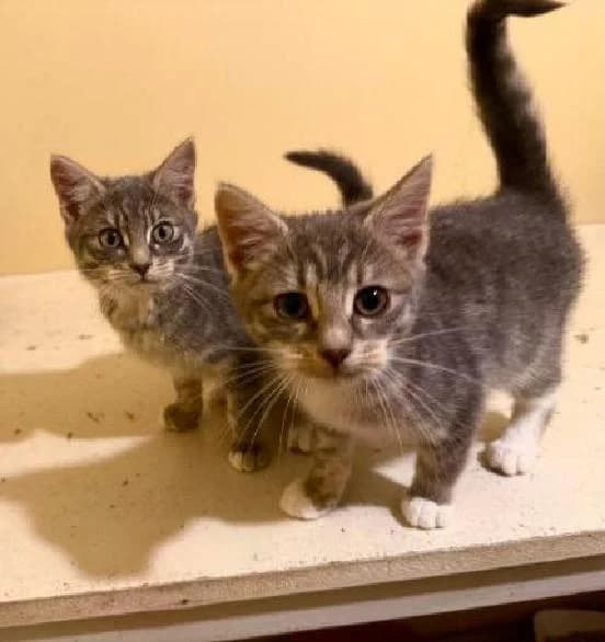 Teddy and Sunni, female puppy mixed breed for adoption at Scottish SPCA, Edinburgh