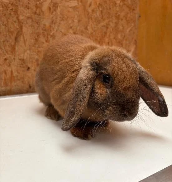 Poppy, female young Mixed Breed for adoption at Scottish SPCA, Edinburgh