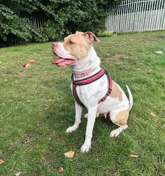 Carly, female young English Bulldog for adoption at Scottish SPCA, Edinburgh
