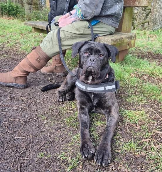 Natalie, female Cane Corso for adoption at Edinburgh