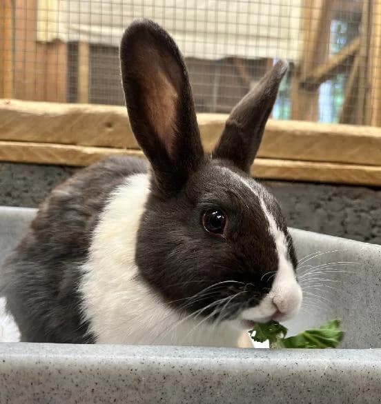 Coral, female 5yo Mixed Breed for adoption at Scottish SPCA, Edinburgh