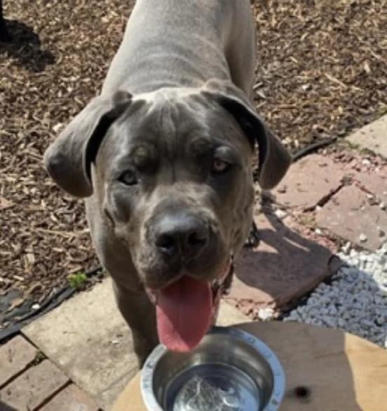 Rover, male 5yo Cane Corso for adoption at Scottish SPCA, Edinburgh