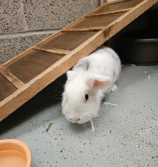 Freya, female 3yo Mixed Breed for adoption at Scottish SPCA, Edinburgh