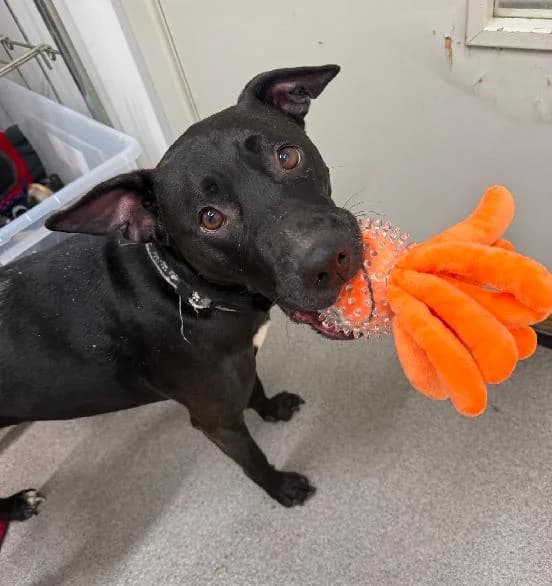 Woowoo, female 6yo English Bulldog for adoption at Scottish SPCA, Edinburgh