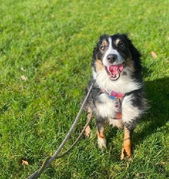 TJ, male Border Collie for adoption at Scottish SPCA, Edinburgh