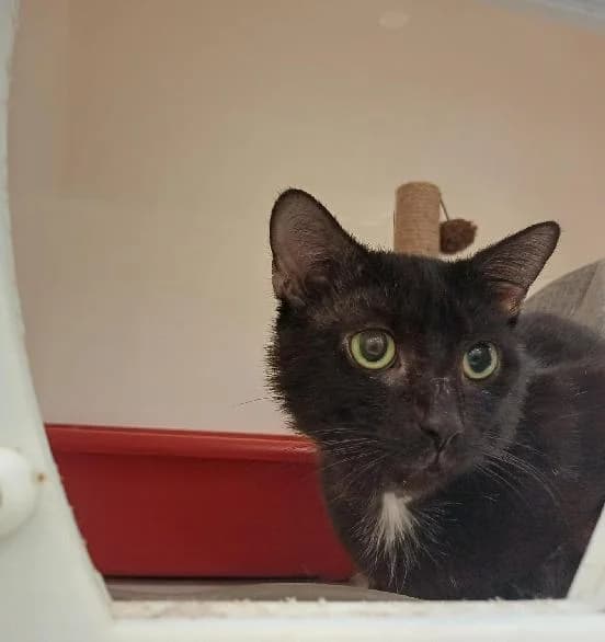 Yogi, male young Ragdoll for adoption at Scottish SPCA, Edinburgh