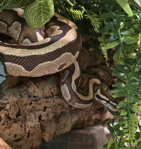 Sorrengail, mixed breed for adoption at Scottish SPCA, Edinburgh