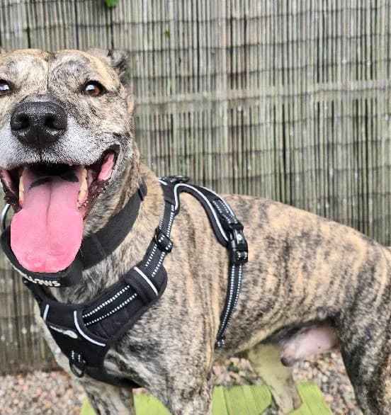 Cody, male 7yo Lurcher for adoption at Scottish SPCA, Edinburgh