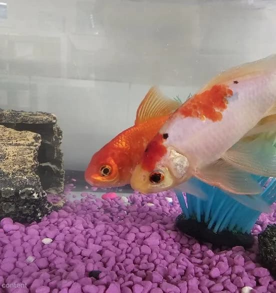 Mimosa & Tango, mixed breed for adoption at Scottish SPCA, Edinburgh