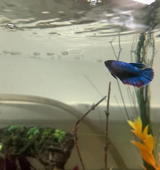 Nyx, mixed breed for adoption at Scottish SPCA, Edinburgh