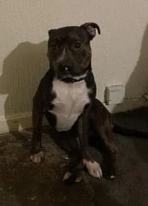 Diesel, male young Mixed Breed for adoption at Scottish Staffordshire Bull Terrier Rescue