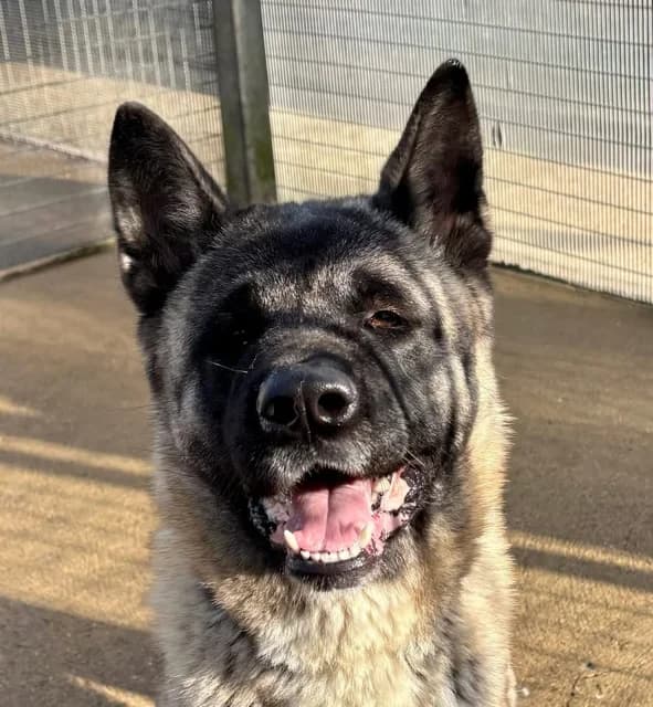 Mac, Akita for adoption at Second Chance Akita Rescue (S.C.A.R.)