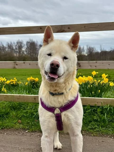 Mac, Akita for adoption at Second Chance Akita Rescue (S.C.A.R.)