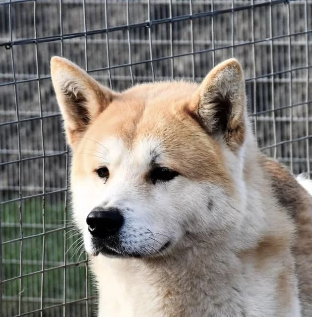 Ezra, Akita for adoption at Second Chance Akita Rescue (S.C.A.R.)