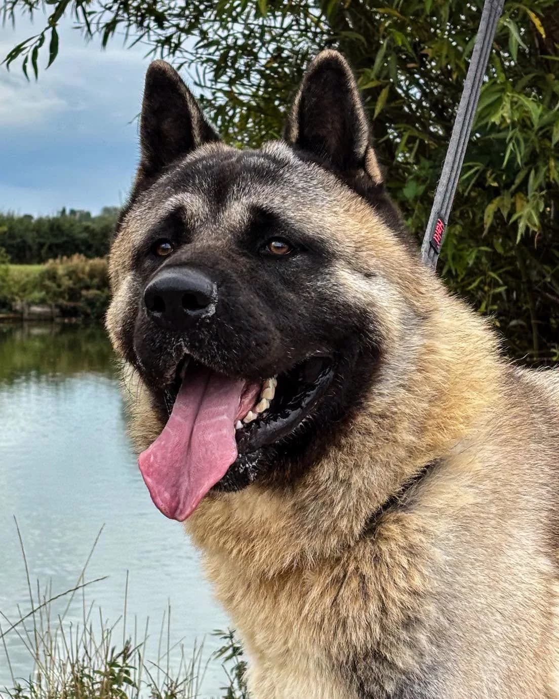 Athena, Akita for adoption at Second Chance Akita Rescue (S.C.A.R.)
