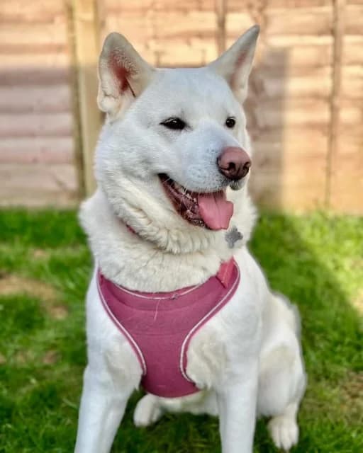Dobbie, Akita for adoption at Second Chance Akita Rescue (S.C.A.R.)