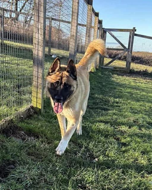 Gabby, Akita for adoption at Second Chance Akita Rescue (S.C.A.R.)