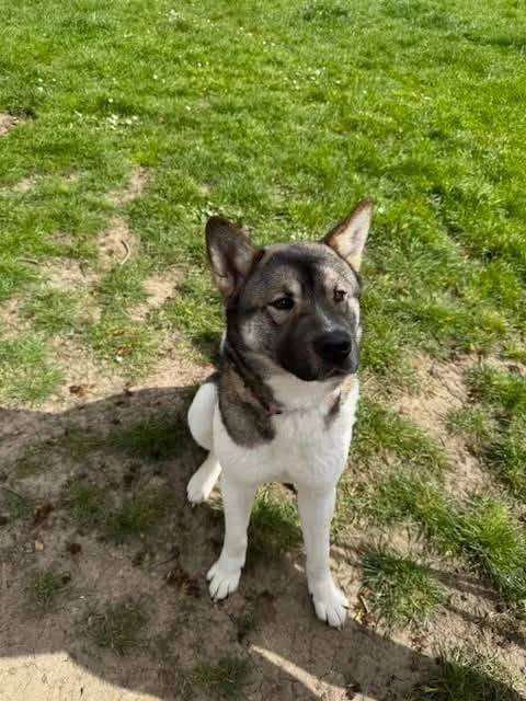 Ghost, Akita for adoption at Second Chance Akita Rescue (S.C.A.R.)