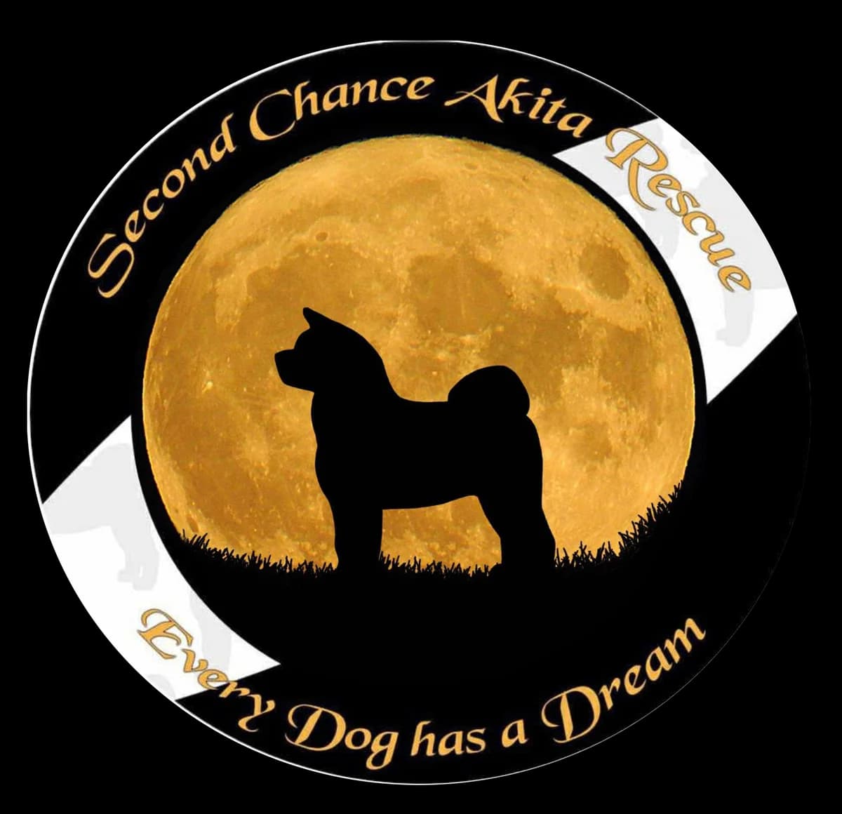 Hachi, female young Akita for adoption at Second Chance Akita Rescue (S.C.A.R.)