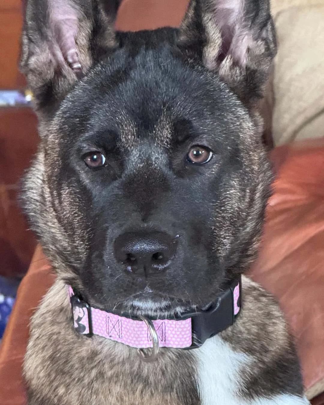 Ikyuu, female 5yo Akita for adoption at Second Chance Akita Rescue (S.C.A.R.)