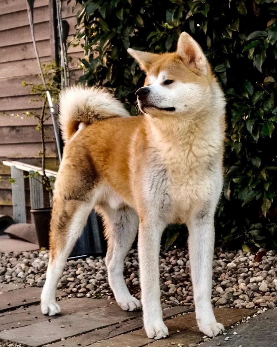 Luna, female puppy Akita for adoption at Second Chance Akita Rescue (S.C.A.R.)
