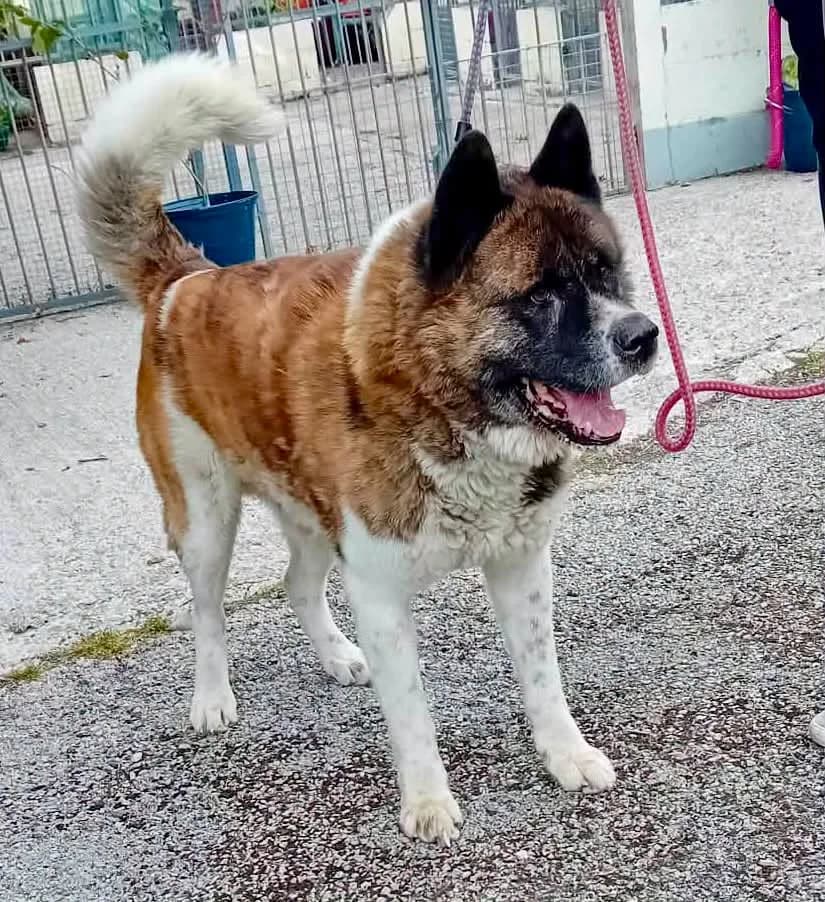 Nitro, Akita for adoption at Second Chance Akita Rescue (S.C.A.R.)