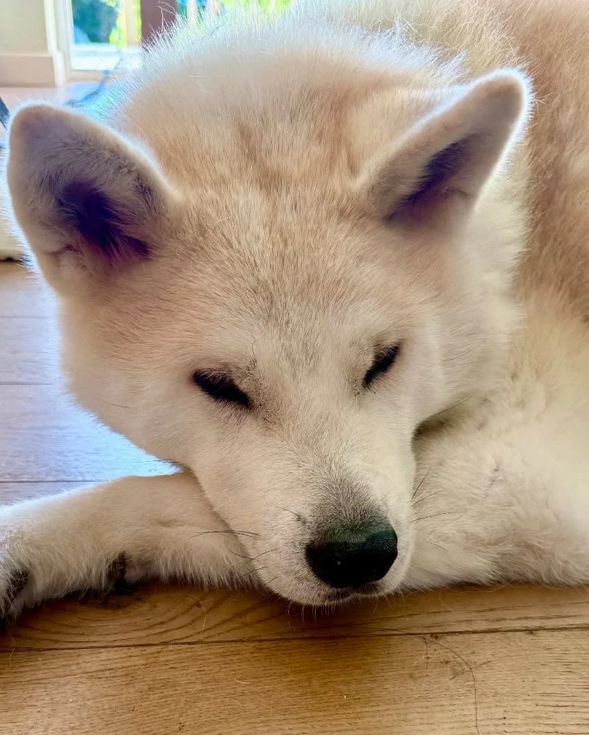 Rocky, female Akita for adoption at Second Chance Akita Rescue (S.C.A.R.)